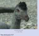 zoomersaur_screenshot