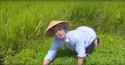 WELCOME TO THE RICE FIELDS
