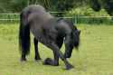 kneeling horse