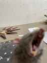 screaming hamster