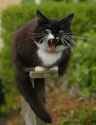 Hissssssssssss
