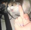 Cat fu