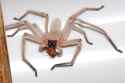 huntsman-spider-eating