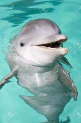 3327357-bottlenose-dolphin-smiling-to-the-camera