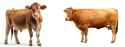 cow vs cow