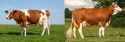 cow vs cow 2