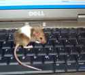 mouse on computer