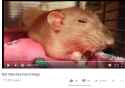 295 KB