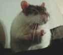 18 KB