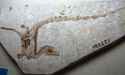 2.64 MB