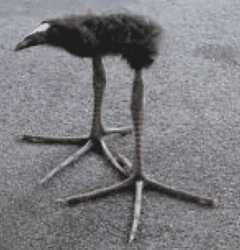 2.04 MB