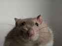267 KB
