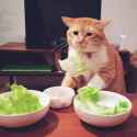 14 KB