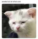 81 KB
