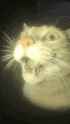 594 KB