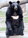 Ursus_thibetanus_3_(Wroclaw_zoo)