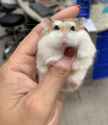 Hamster-min-scaled