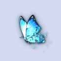 RCCB_Blue_Butterfly_Item