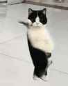 dancing cat