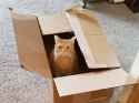 catbox