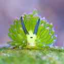 Leafy Seaslug