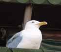 seagull