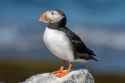 project-puffin-00084-2_custom-2f2aaead9513df164a00dd4bcdb5a086014df297