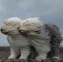 windy dogs