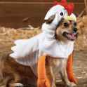 small_dog_in_chicken_suit (1)