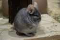 Chinchilla-Fact-Sheet-1536x1022