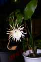 epiphyllum