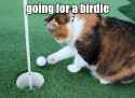 going for the birdie