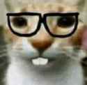 nerd cat