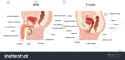 stock-vector-male-and-female-reproductive-system-median-section-with-main-parts-labeled-anatomy-of-the-human-1682185156