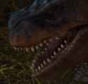 nigrex