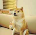 shibethumbsup