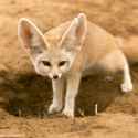 fennec-fox-hole_square