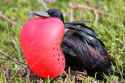 depositphotos_115333330-stock-photo-male-great-frigatebird-on-genovesa