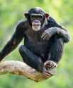 Chimpanzee-Gallery-2