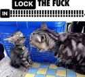 cat lock tf in