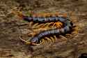 Centipede-scolopendra