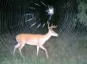 Trail Cam photos (1)