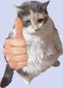 thumbs-up-cat