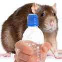 rat hydrate yourself