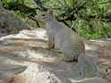 rock squirrel