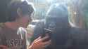 check-out-this-gorilla-s-reaction-to-seeing-other-gorillas-on-a-smartphone-m