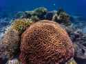 coral-reef-underwater-3820941-min