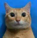 cat5