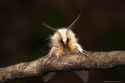 Agreeable-Tiger-Moth