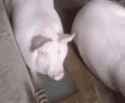 pig-blowing-bubbles
